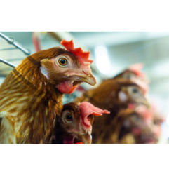 مکمل 0.5 درصد مرغ تخمگذار آویژه دارو شیور پرورش