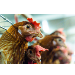 کنسانتره 5 درصد مرغ تخمگذار آویژه دارو های لاین نوع B