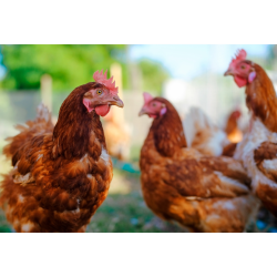 مکمل 0.5 درصد مرغ تخمگذار آویژه دارو های لاین تولید