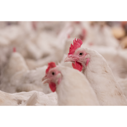  مکمل 0.5 درصد مرغ گوشتی آویژه دارو کاب 500 پرورش