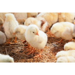 مکمل 0.5 درصد مرغ تخمگذار آویژه دارو های لاین پرورش