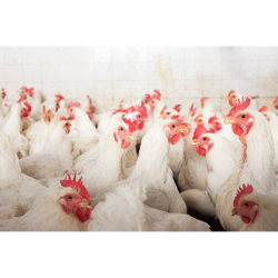 مکمل 0.5 درصد مرغ مادر آویژه دارو کاب پرورش