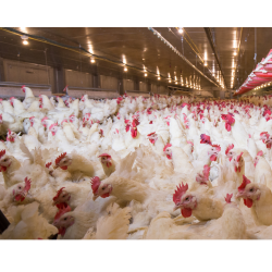  مکمل 0.5 درصد مرغ گوشتی آویژه دارو راس 308 پایانی