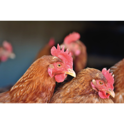 مکمل 0.5 درصد مرغ تخمگذار آویژه دارو ال اس ال تولید