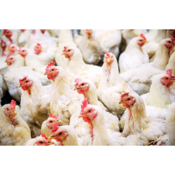  مکمل 0.5 درصد مرغ گوشتی آویژه دارو هوبارد استارتر و پرورش