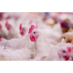  مکمل 0.5 درصد مرغ گوشتی آویژه دارو هوبارد پایانی