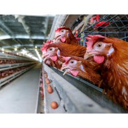 مکمل 0.5 درصد مرغ تخمگذار آویژه دارو شیور تولید