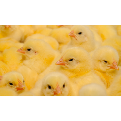 کنسانتره 5 درصد مرغ تخمگذار آویژه دارو های لاین نوع A