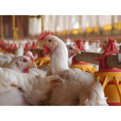  مکمل 0.5 درصد مرغ گوشتی آویژه دارو راس 308 پرورش