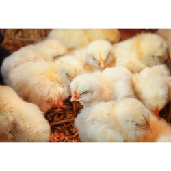  مکمل 0.5 درصد مرغ گوشتی آویژه دارو هوبارد پری استارتر