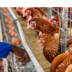 مکمل 0.5 درصد مرغ تخمگذار آویژه دارو بونز تولید