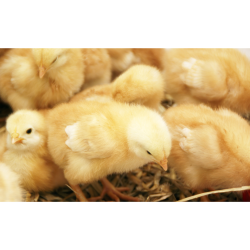 مکمل 0.5 درصد مرغ تخمگذار آویژه دارو بونز استارتر و پرورش