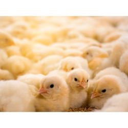 مکمل 0.5 درصد مرغ مادر آویژه دارو راس 308 استارتر و پرورش