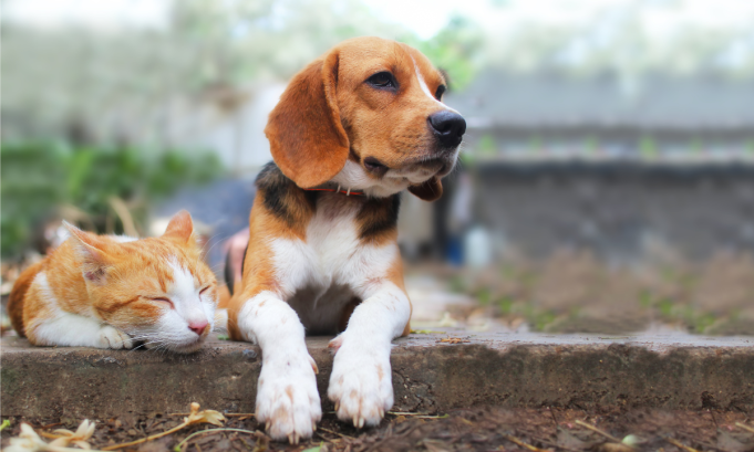 آویژه دارو تولیدکننده محصولات حیوانات خانگی شامل دستمال مرطوب پت ان پاپ Pet n Pup و شامپوی سگ و گربه داگزی کتزی Dogzi Catzi و مکمل سگ و گربه ووفزی Woofzi