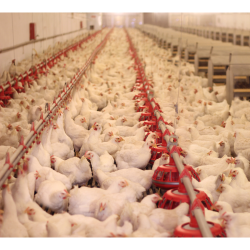 مکمل 0.5 درصد مرغ مادر آویژه دارو کاب تولید