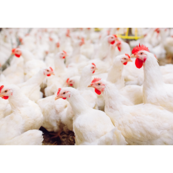 کنسانتره 2.5 درصد پلی ویت نوع B مرغ گوشتی آویژه دارو