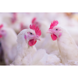 کنسانتره 5 درصد پلی ویت نوع B مرغ گوشتی آویژه دارو