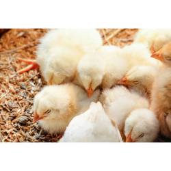  مکمل 0.5 درصد مرغ گوشتی آویژه دارو کاب 500 استارتر