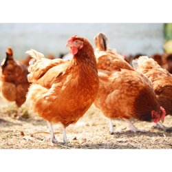 مکمل 0.5 درصد مرغ تخمگذار آویژه دارو فرمول استاندارد