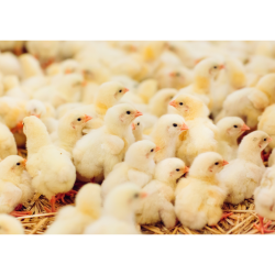 مکمل 0.5 درصد مرغ تخمگذار آویژه دارو شیور استارتر