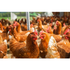 مکمل 0.5 درصد مرغ تخمگذار آویژه دارو نیک چیک تولید